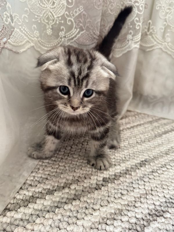 Котенок Тедди шотландец мраморный фолд