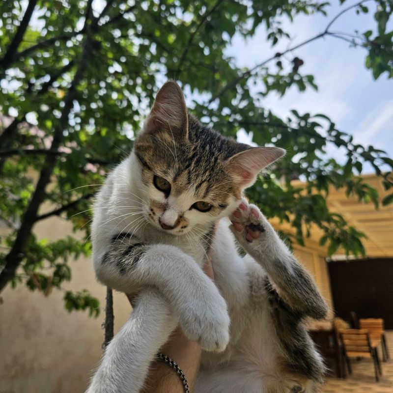 Котенок, 3 месяца Котенок, 3 месяца