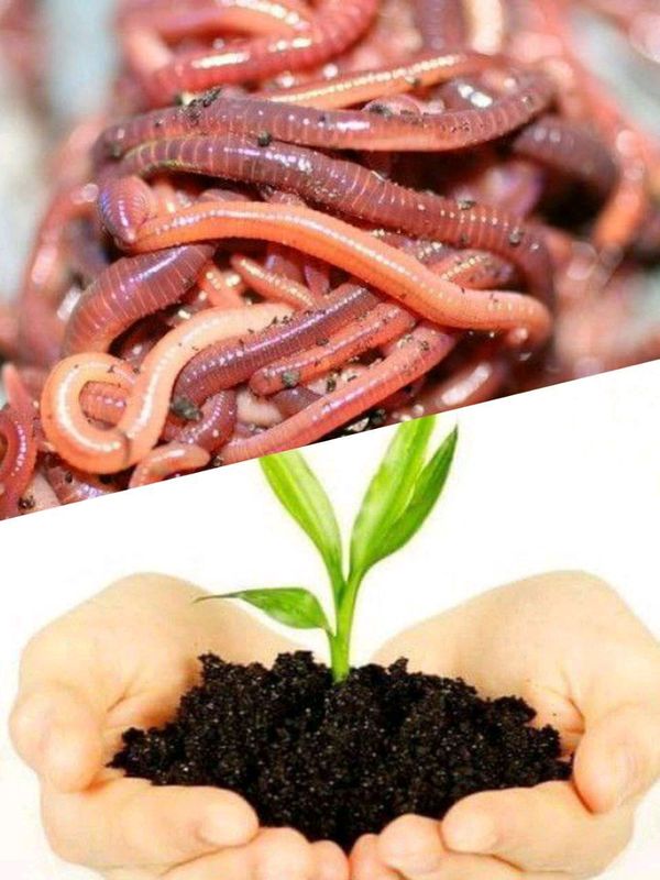 Kaliforniya qizil chuvalchangi va biogumus