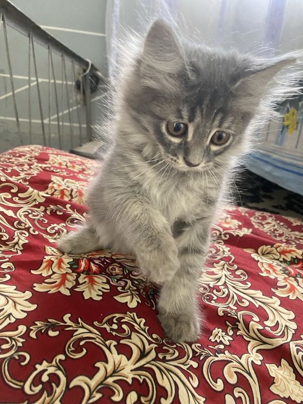 Shinshilla qiz bola Shinshilla qiz bola