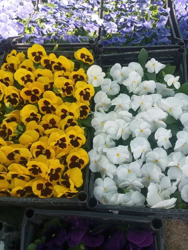 Viola hilmahil ranglardagi gullar