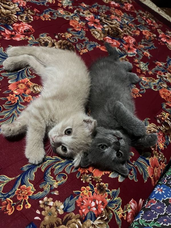 Кошки Скотчи Фолд, 2 месяца Кошки Скотчи Фолд, 2 месяца