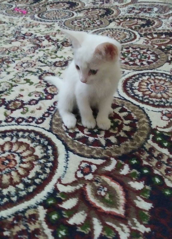 Oq chiroyli mushuk. Красивый белый кот. Oq chiroyli mushuk. Красивый белый кот.
