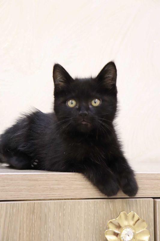 Котёнок в добрые руки Котёнок в добрые руки