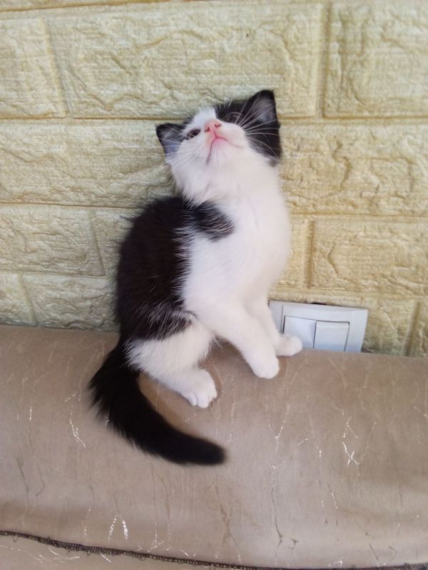 Отдам даром котенка