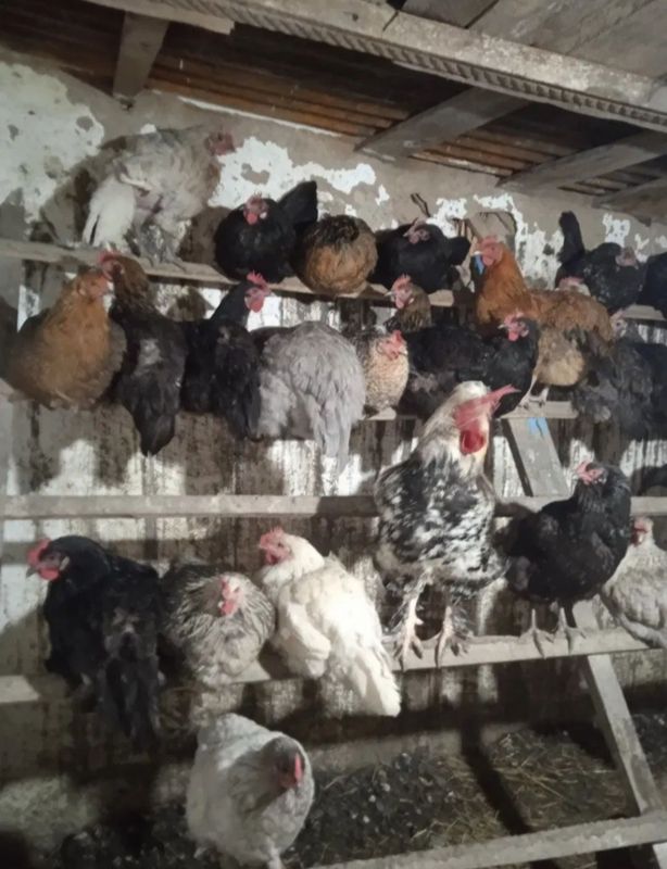 Продаются домашние куры Продаются домашние куры