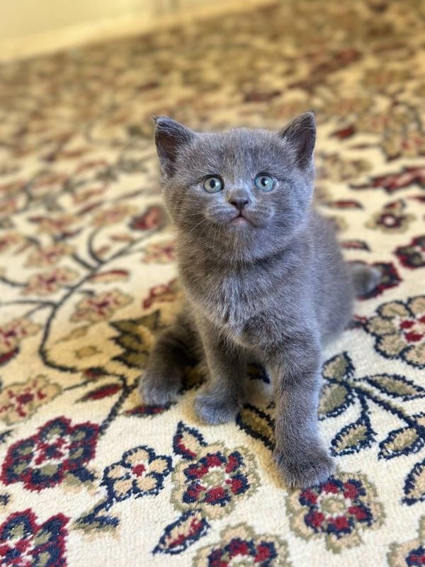 Продаётся котики