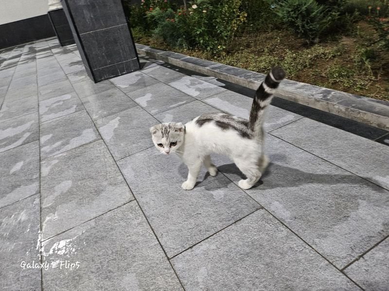 Вислоухая кошка девочка Вислоухая кошка девочка