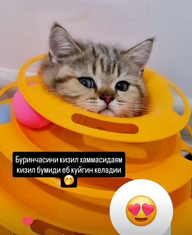 Мушук зотдор тоза кон мушукчалар 2ойлик думбокина соглом Мушук зотдор тоза кон мушукчалар 2ойлик думбокина соглом