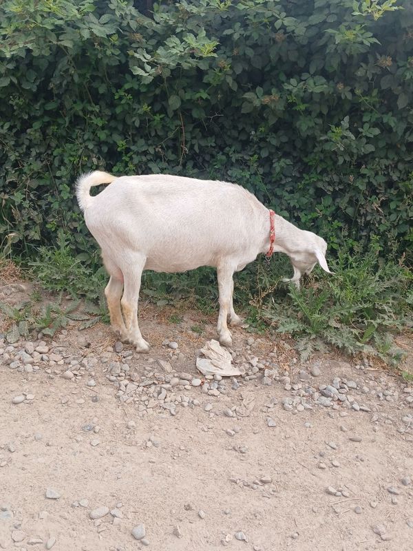 Sotiladigan ZAMIN echki bor Sotiladigan ZAMIN echki bor