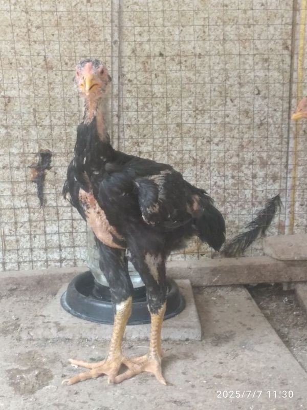 Dakan jo'jalar sotilad.