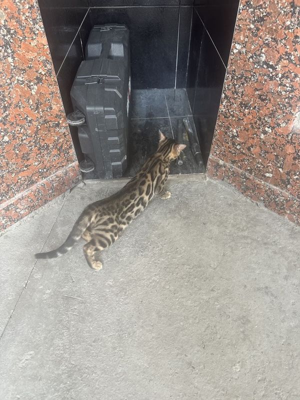 Bengal Anta qiz mushuk 4 oylik sotiladi toza bengal Bengal Anta qiz mushuk 4 oylik sotiladi toza bengal