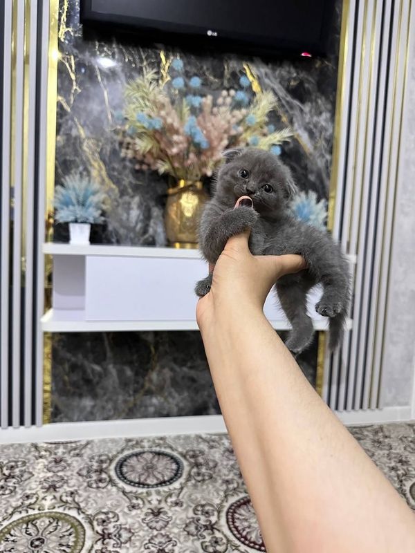 Продаётся котята Продаётся котята