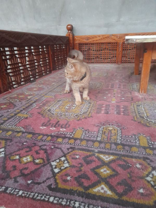 Zolotoy shinshilla