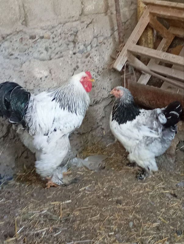 Zoti toza bramma Zoti toza bramma