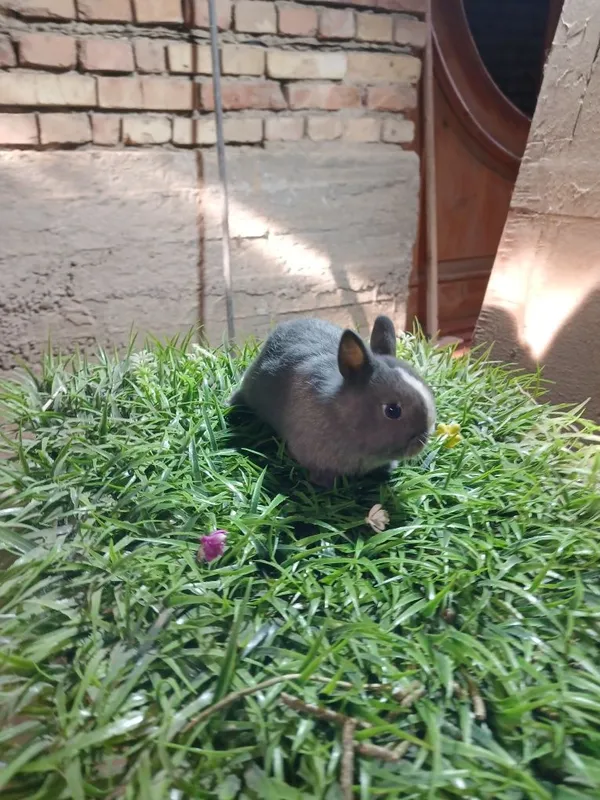 Quyon karlik seriy Quyon karlik seriy