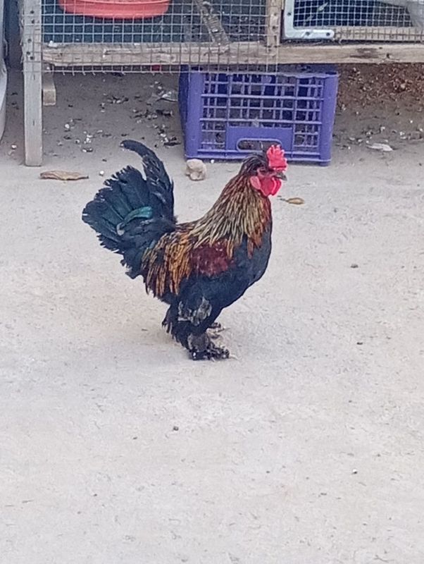Yaponka tozasi h Yaponka tozasi h