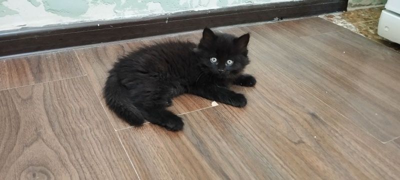 Котенок Йоркская шоколадная Котенок Йоркская шоколадная