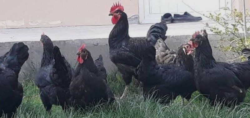 Qora shağzoda tuhumlari sotiladi uruğlantirilgan Qora shağzoda tuhumlari sotiladi uruğlantirilgan