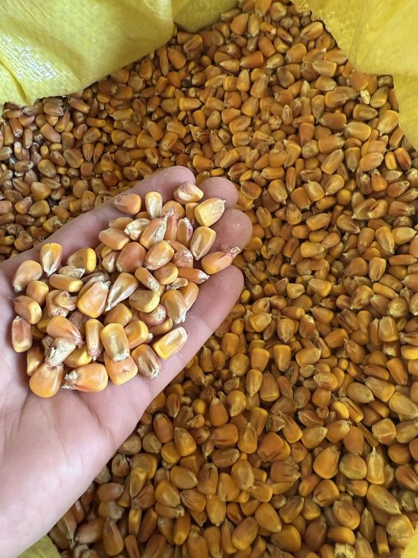 Макка, Жохори, Toza makka Макка, Жохори, Toza makka