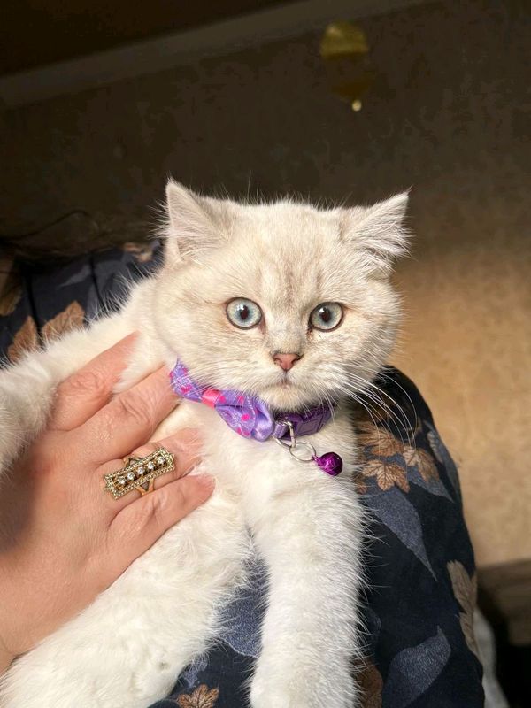 British Shorthair Chinchilla British Shorthair Chinchilla