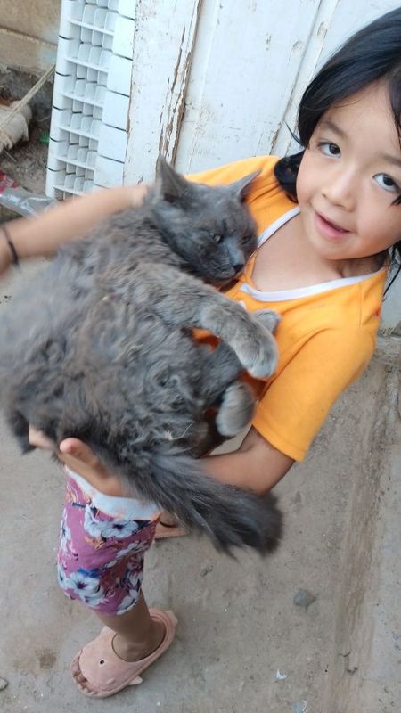 Mushuk sotiladi rangi kulrang tusga ega bu Mushuk sotiladi rangi kulrang tusga ega bu