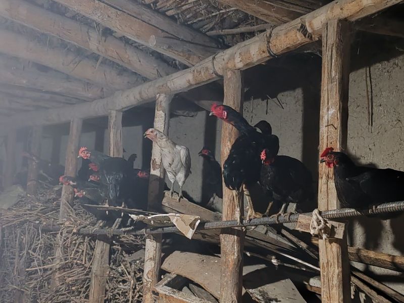 Товуклар сотилади