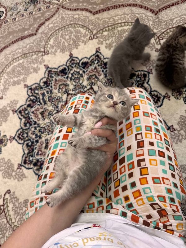Шотландские котята в добрые руки! Шотландские котята в добрые руки!