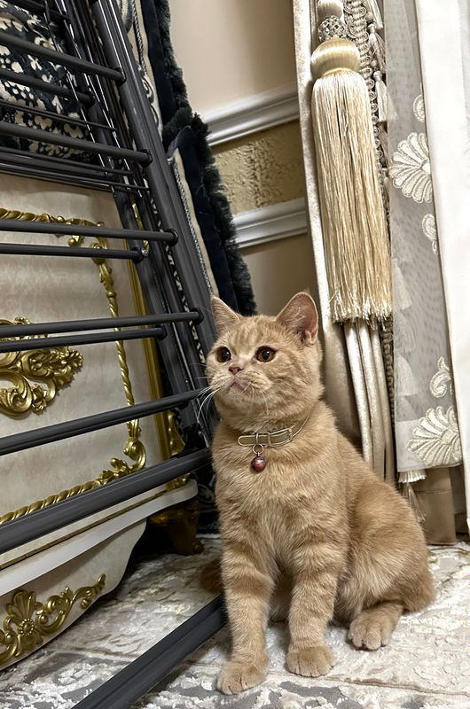 Скотиш страйт Скотиш страйт