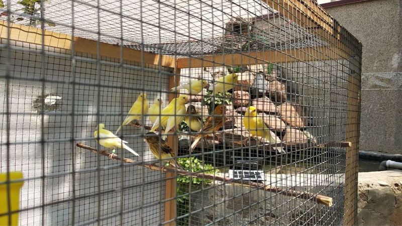 Канарейкалар сотилади Канарейкалар сотилади
