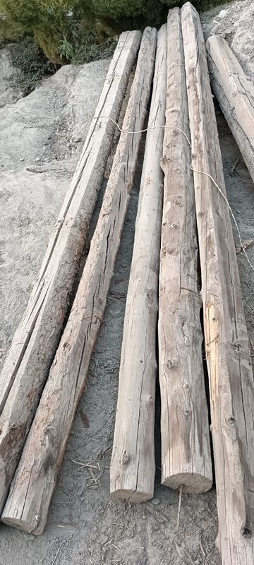 Rassiyiski bolor sotiladi