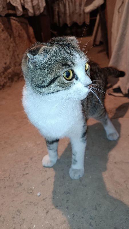 Skotch fold ogil bola Skotch fold ogil bola