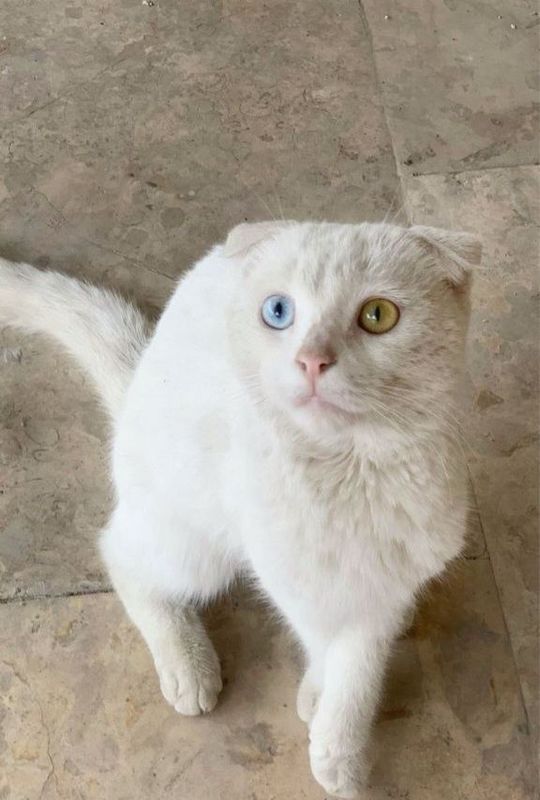 Moshuk scotish fold Moshuk scotish fold