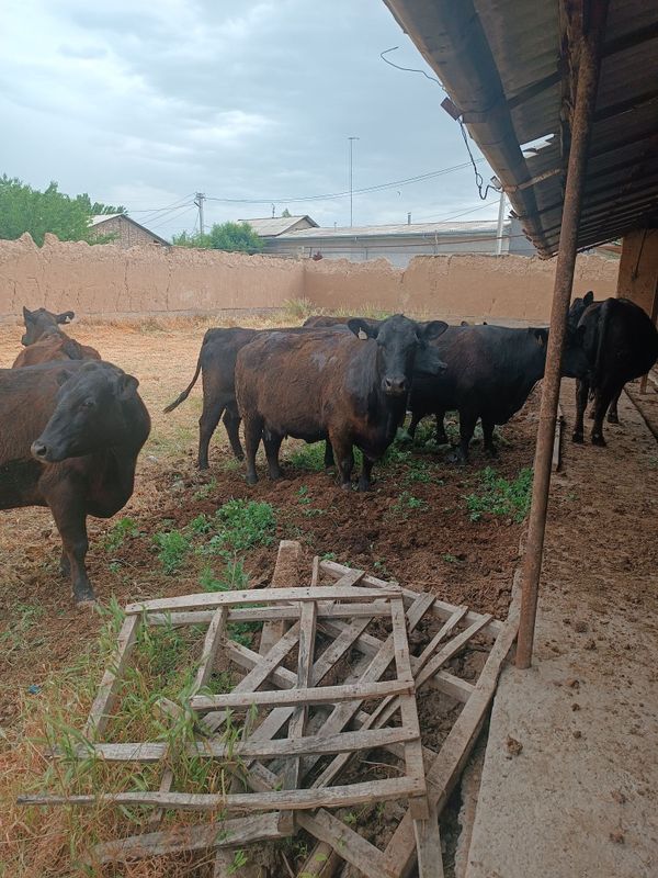Aberdin Angus yetuk boʻgʻoz Aberdin Angus yetuk boʻgʻoz
