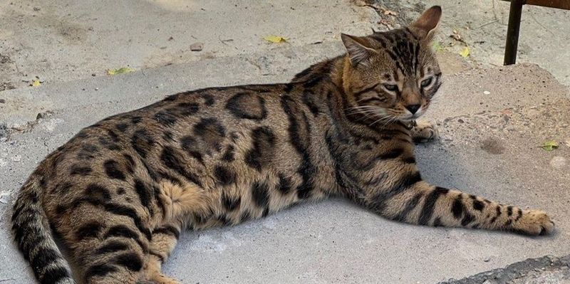 Отдаем на вязку кота Отдаем на вязку кота