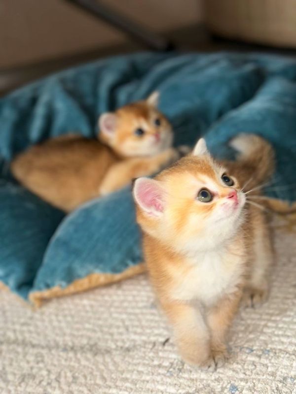 Котята породы Британская золотистая шиншила Котята породы Британская золотистая шиншила
