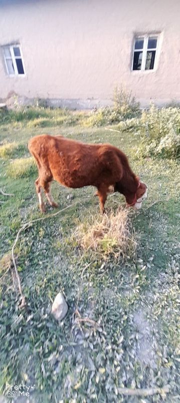 Navoscha sotladi Navoscha sotladi