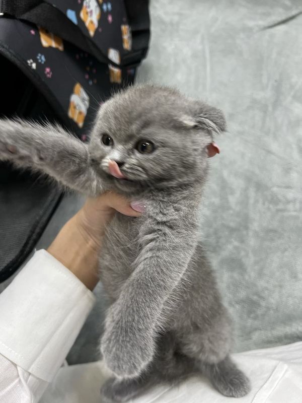 Scottish fold boy ( 3oylik, aqlli,mehribon judayam) Scottish fold boy ( 3oylik, aqlli,mehribon judayam)