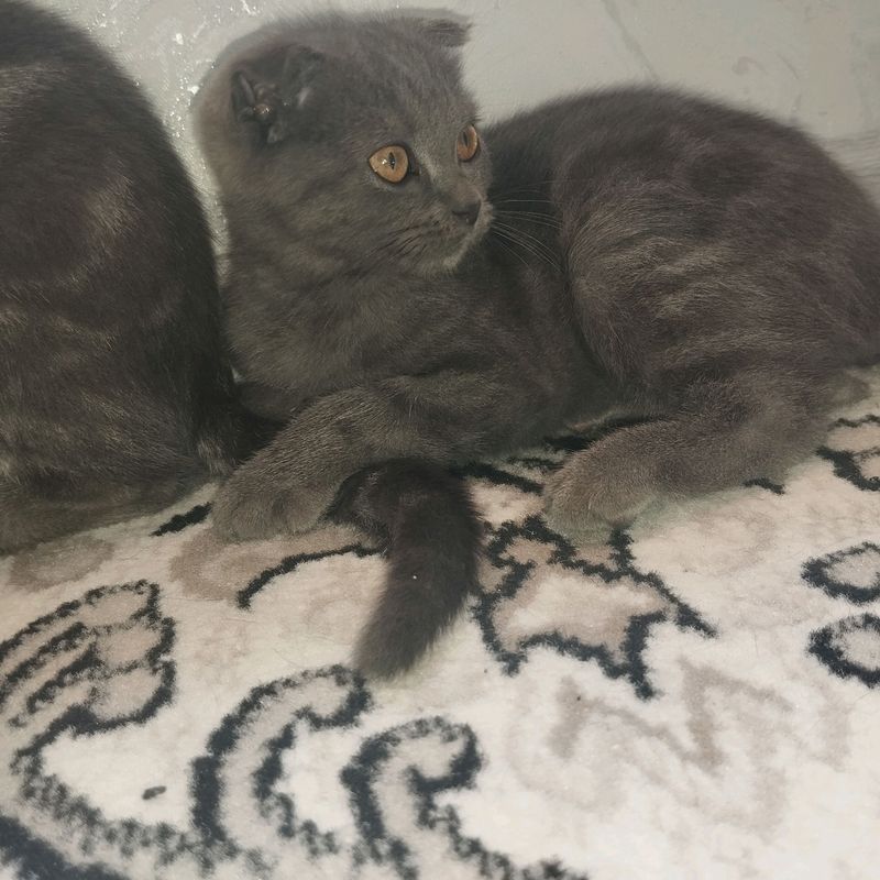 Zoti: Scottish Fold, aqlli lotok biladi Zoti: Scottish Fold, aqlli lotok biladi