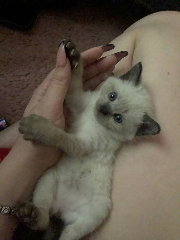 Сиамские котята чистокровные Сиамские котята чистокровные