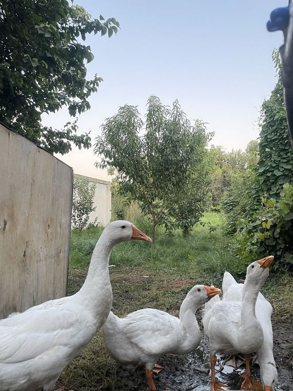 G’ozlar sotiladi G’ozlar sotiladi