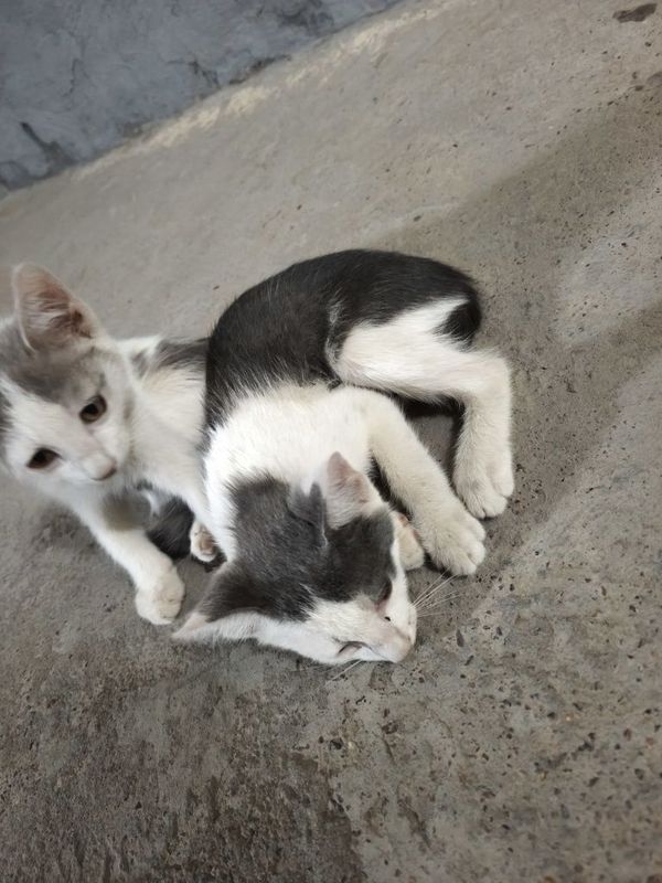 Котята отдам даром Котята отдам даром