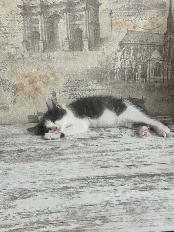 Котик 2,5 месяца Котик 2,5 месяца