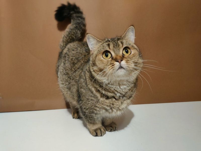 Манчкин (скоттиш килт)