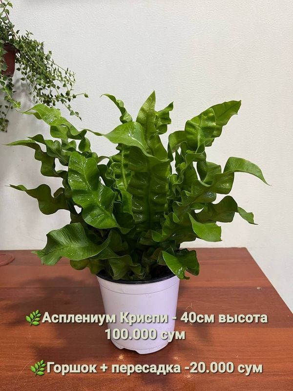 Папоротник и др комнатные растения