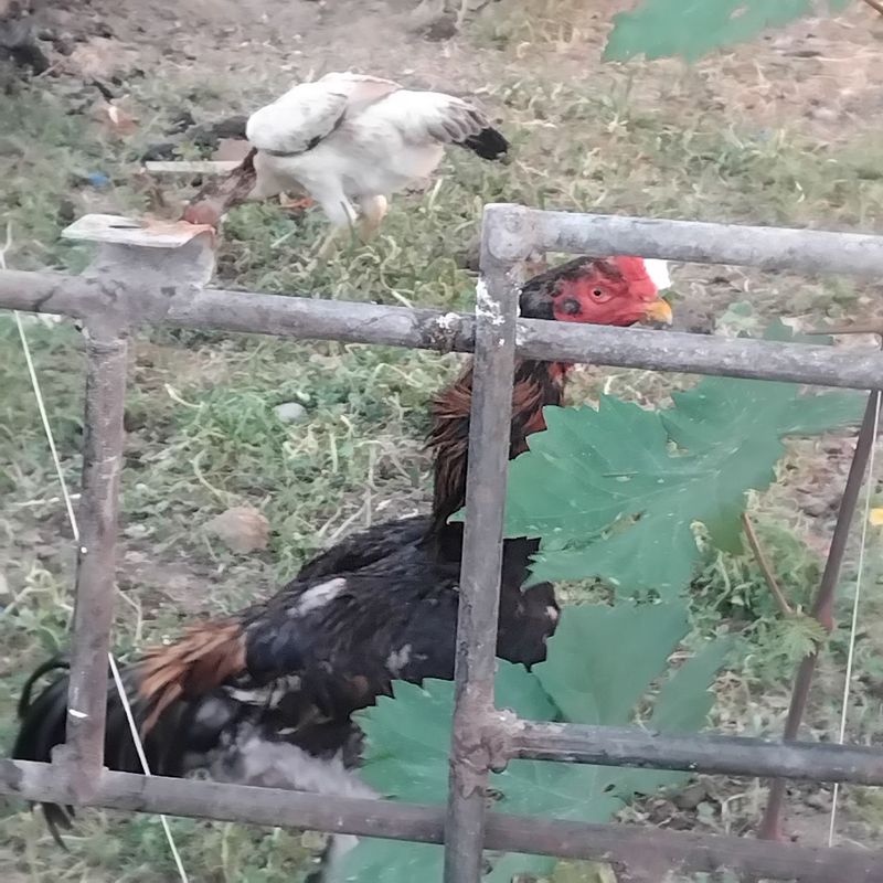 Dakan xoroz sotiladi 3ta tovugi bn Dakan xoroz sotiladi 3ta tovugi bn