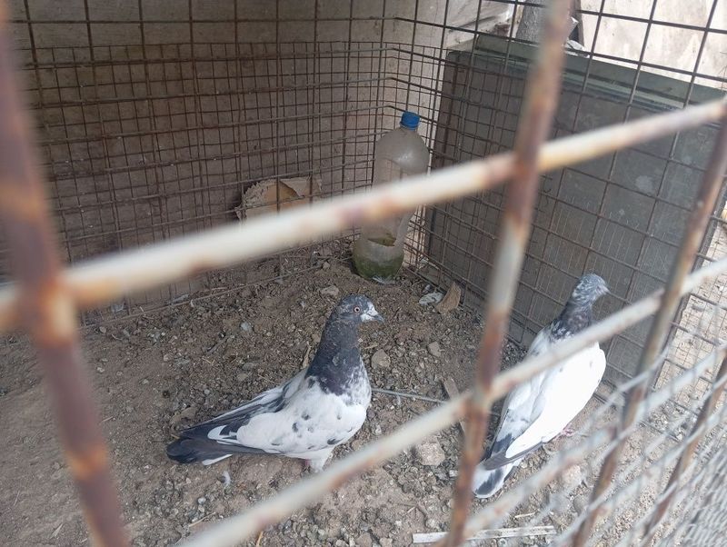 Sotiladi Toshkent shahar Bektemir tumani Pokiston 2 nar narxi Sotiladi Toshkent shahar Bektemir tumani Pokiston 2 nar narxi