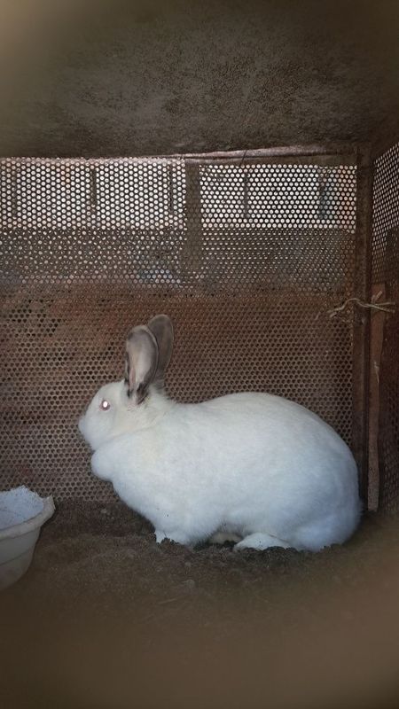 Quyonla 2.5 kg chqadi Quyonla 2.5 kg chqadi