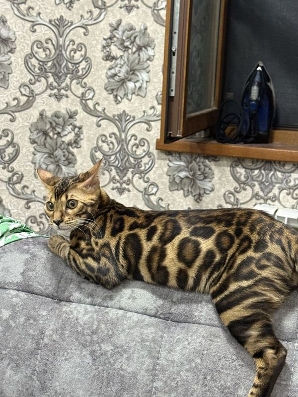 Bengal Mushugimiz sotiladi Bengal Mushugimiz sotiladi