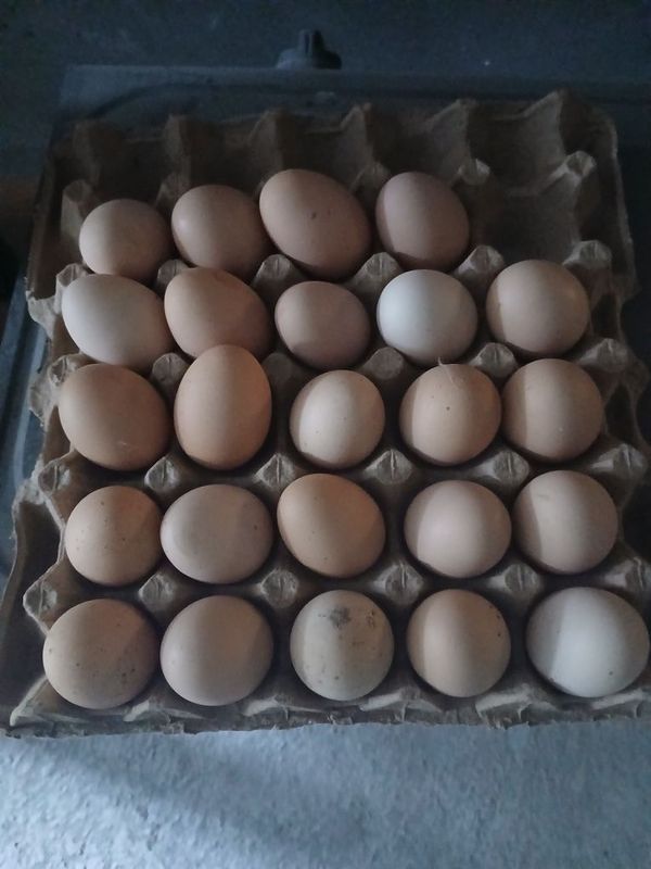 Brama tuxumlari sotiladi Brama tuxumlari sotiladi
